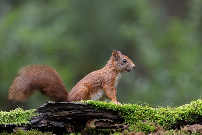 Red Squirrel on mossy log