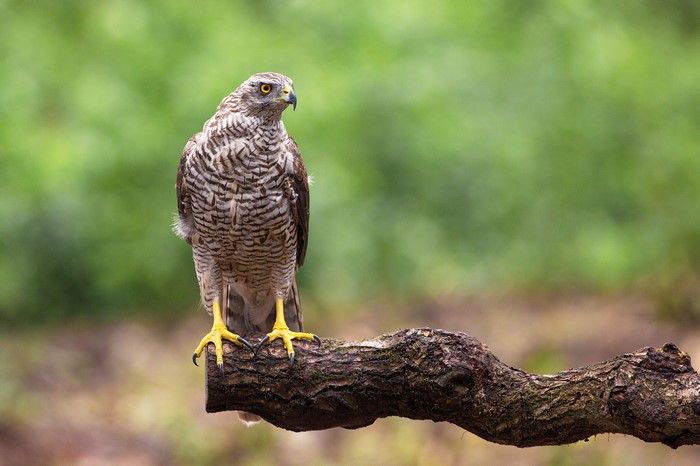 4K Northern Goshawk Hawk Bird