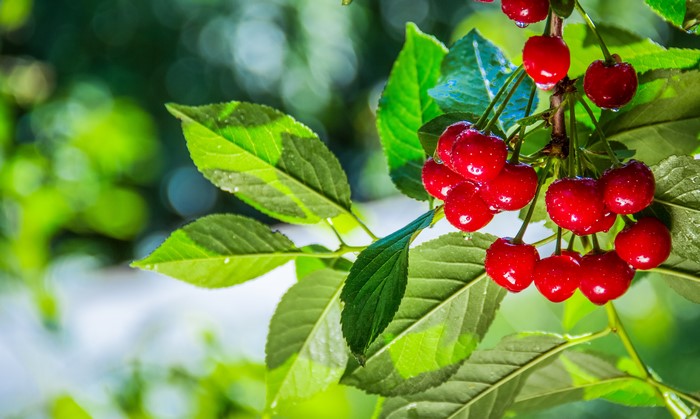 4K Cherries on Branches with Green Foliage