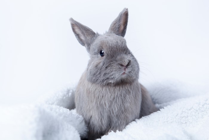 Grey rabbit on a white fluffy blanket