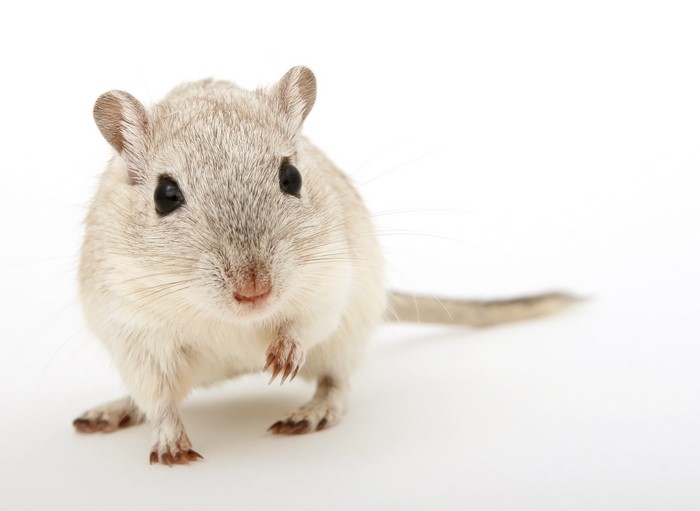 Gerbil looking forward on white background