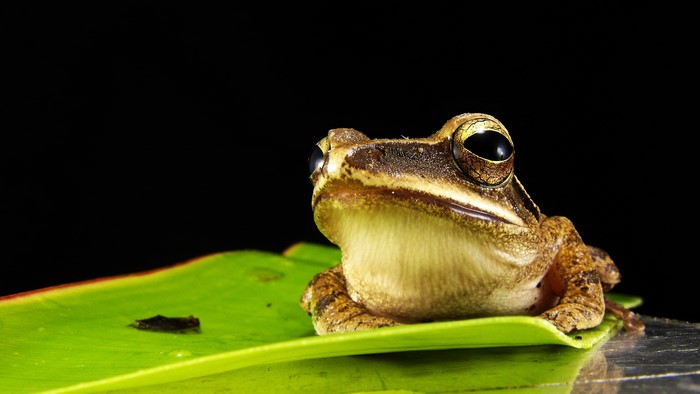 Closeup of a frog on a green leaf