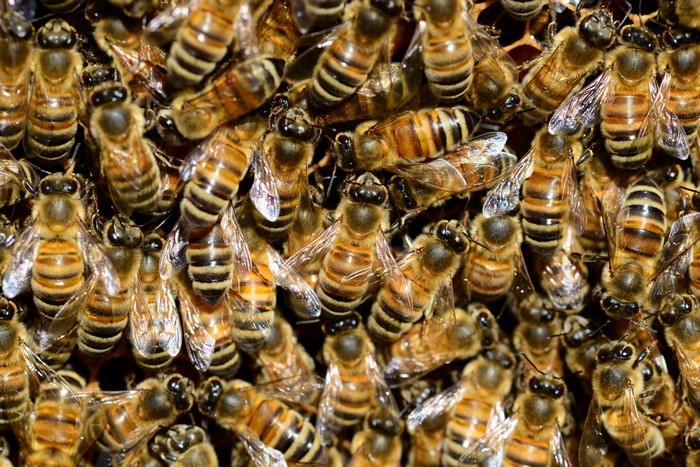 Many Bees on a Honeycomb