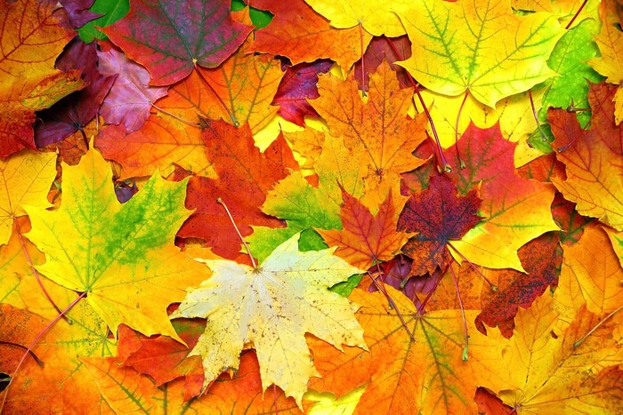 Autumn Maple Leaves Texture 4K
