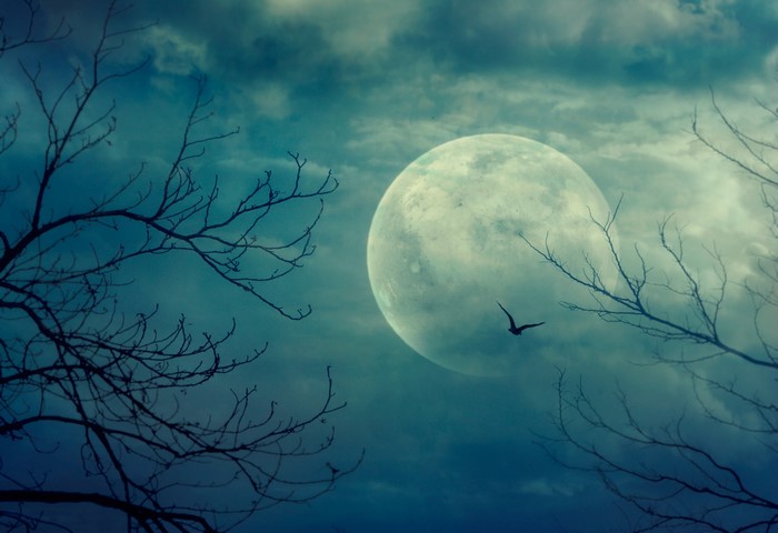 Full moon behind silhouetted branches with a bird flying