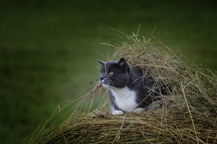 Gray and white cat in hay pile
