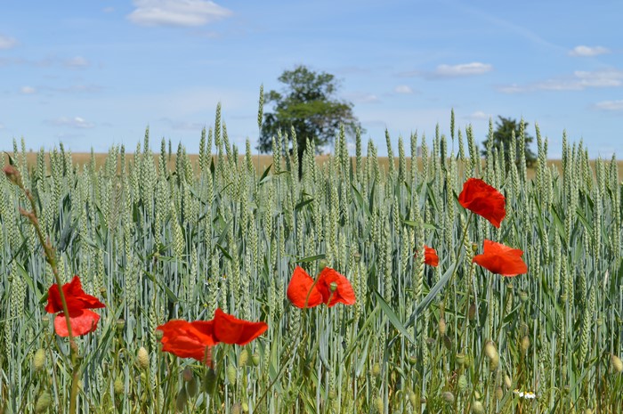 Wheat field with poppies and trees