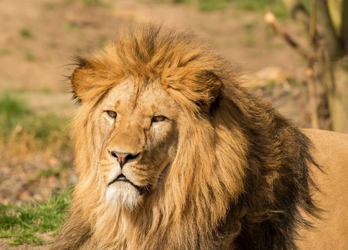 Lion Closeup Head Glance