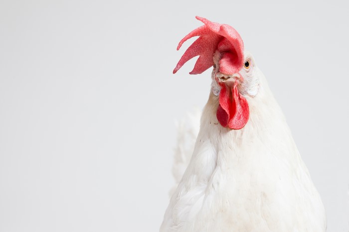White Rooster with Red Comb