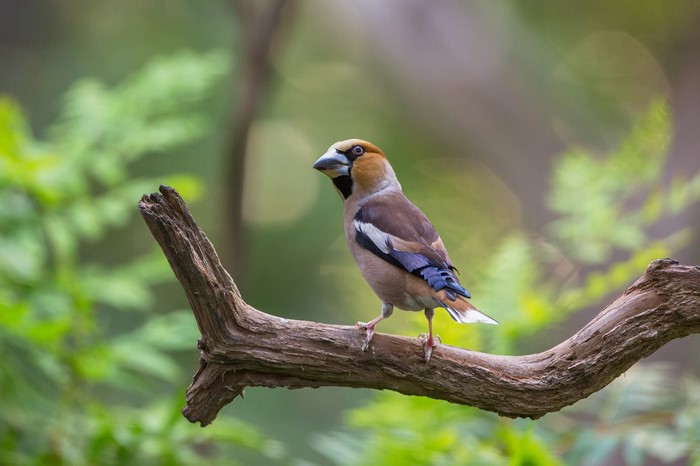 Hawfinch perched on a branch with bokeh background