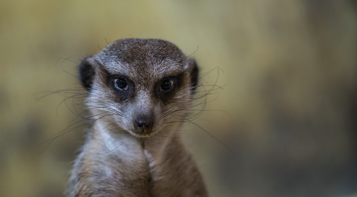 Closeup of a Meerkat with Bokeh