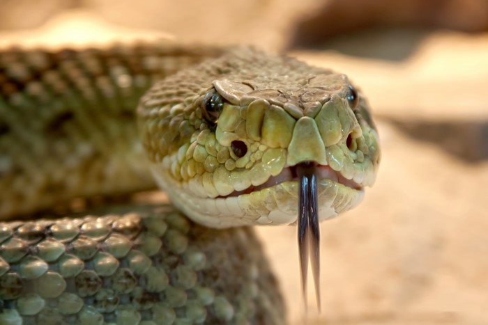 Rattlesnake head with tongue flicking