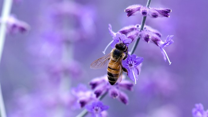 Bee on purple lavender flowers