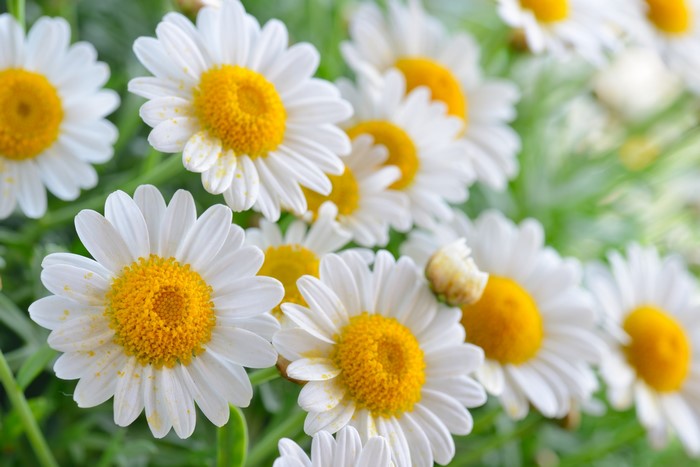 Close-up of white camomile flowers with yellow centers