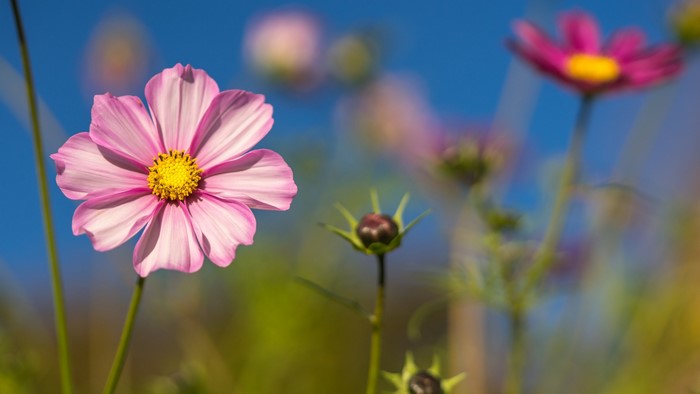 Pink Cosmos Flower in Bloom