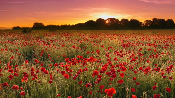 Field of Poppies at Sunset