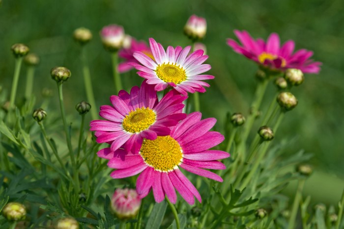 Pink Marguerite Daisies with Buds