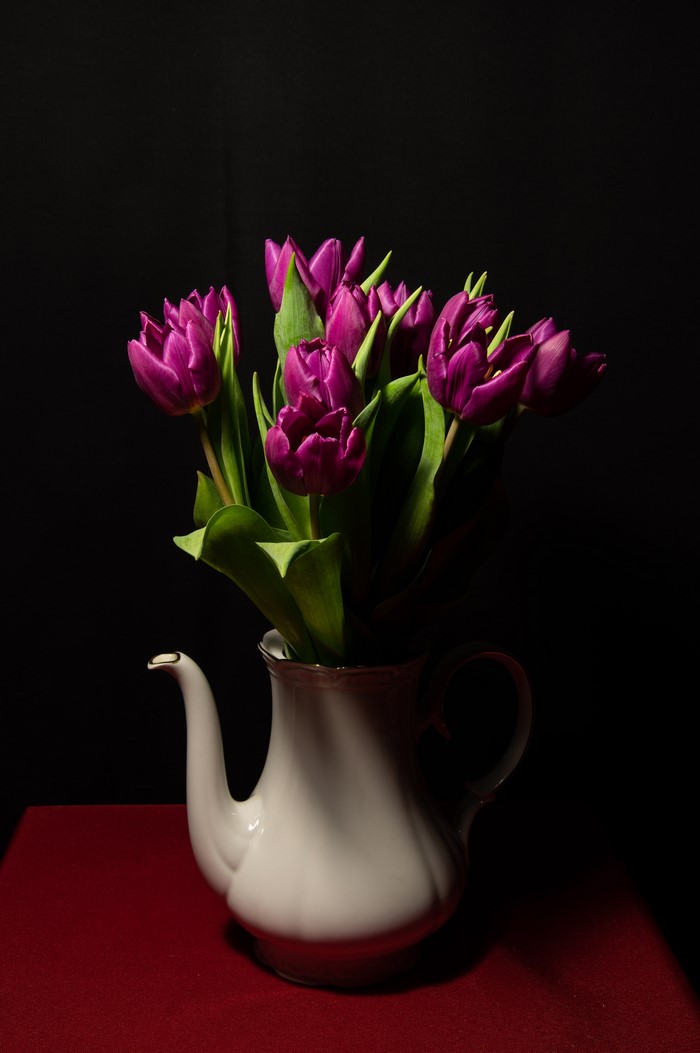 Purple tulips in a white teapot vase on a red surface