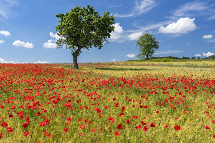 Field of Poppies and Trees Under a Blue Sky