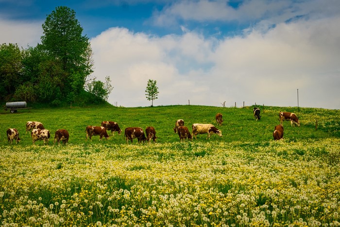 Cows grazing in a field of dandelions in Bavaria