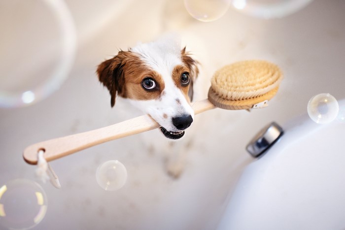 Dog in bathtub with brush and bubbles