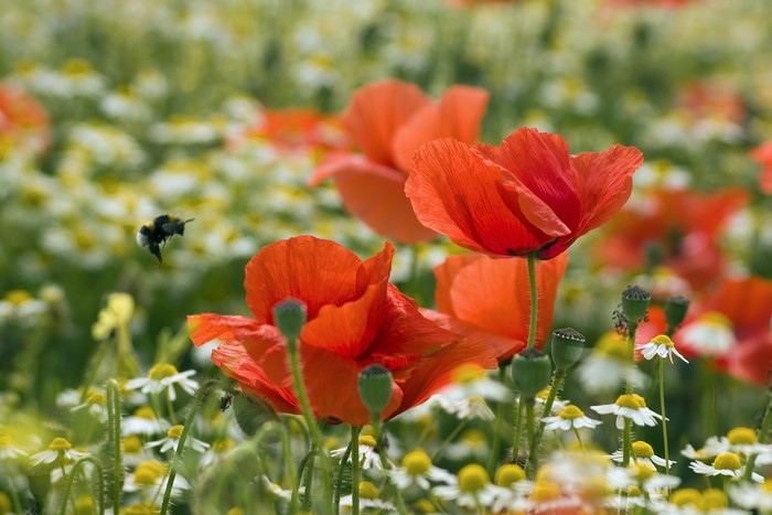 Bumblebee flying over poppies and camomiles
