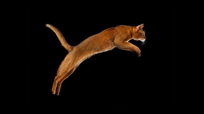 Abyssinian cat jumping against black background
