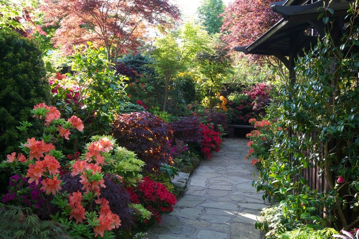 Walsall Garden England Rhododendron Shrubs