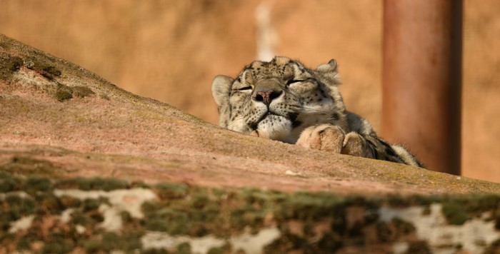 Snow leopard sleeping on a rock