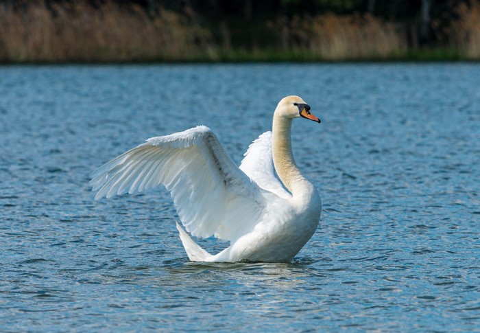 White swan with wings spread on a lake