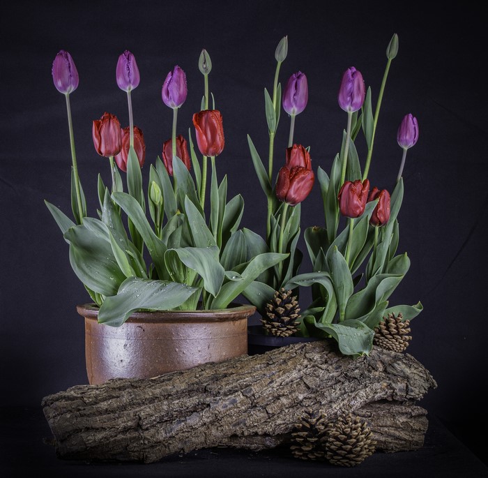 Purple and red tulips in a pot with pine cones and wood
