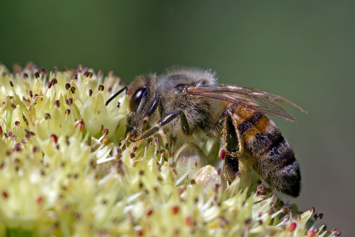 Bee on a flower