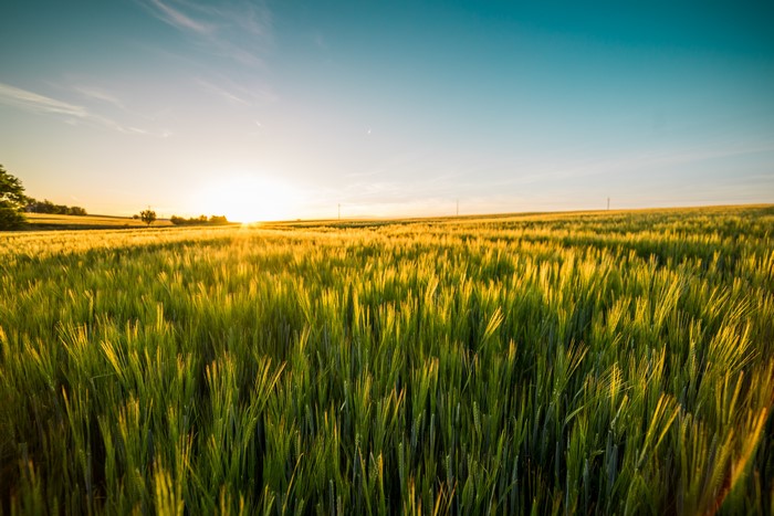 Field of wheat at sunset