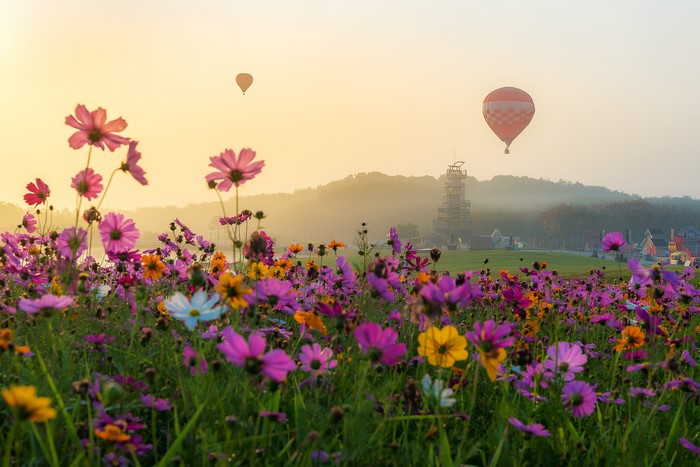 Field of Cosmos flowers with hot air balloons