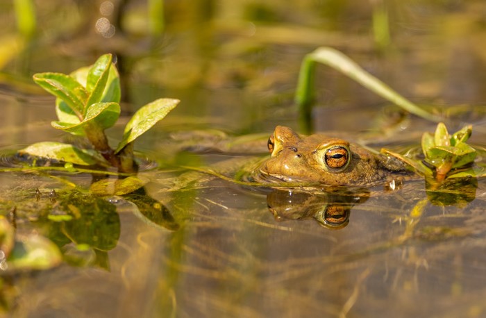 Frog in water with plants