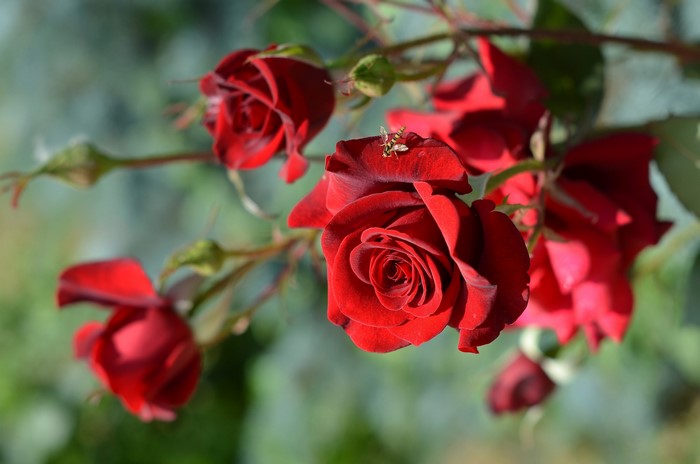 Red roses with a small insect on a petal