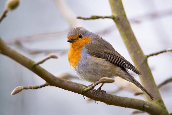 European Robin perched on a tree branch
