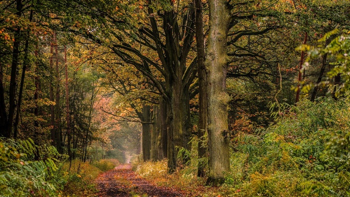 Autumn forest path with large trees