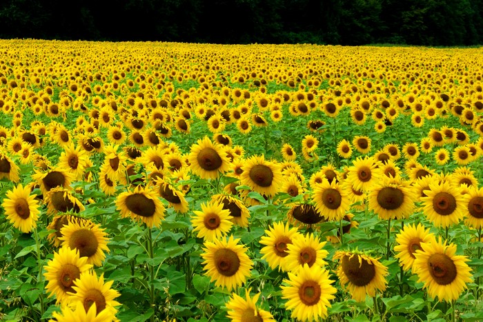 Field of Sunflowers