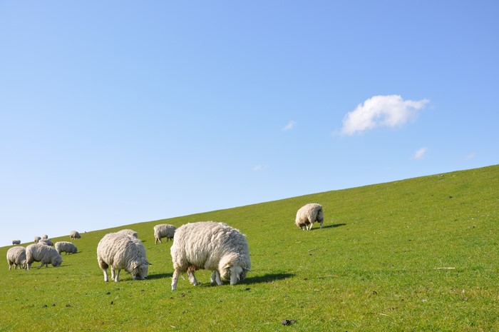 Many Sheep Grazing on a Grassy Hillside Under a Blue Sky