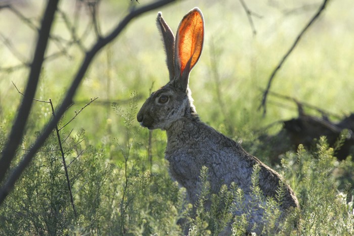 Jackrabbit in tall green grass with branches