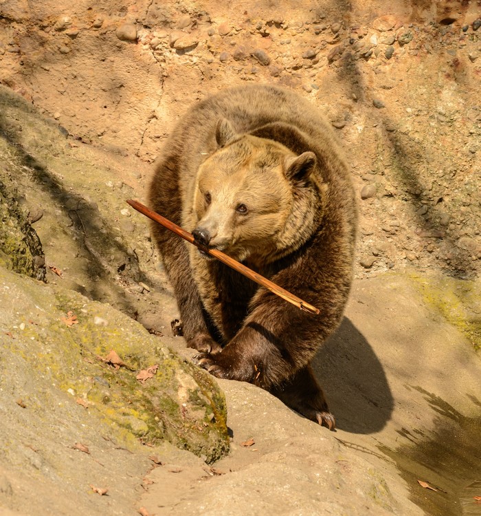 Brown Bear Holding a Stick in its Mouth