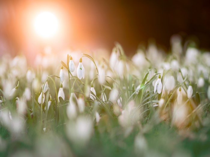 Snowdrops in Sunlight