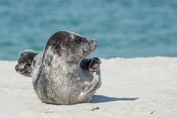 Seal resting on a sandy beach