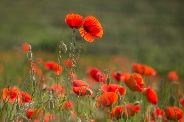 Field of red poppies with bokeh background