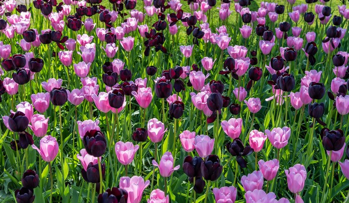 Field of Pink and Dark Red Tulips