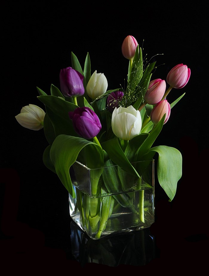 Tulips in a glass vase on a black background