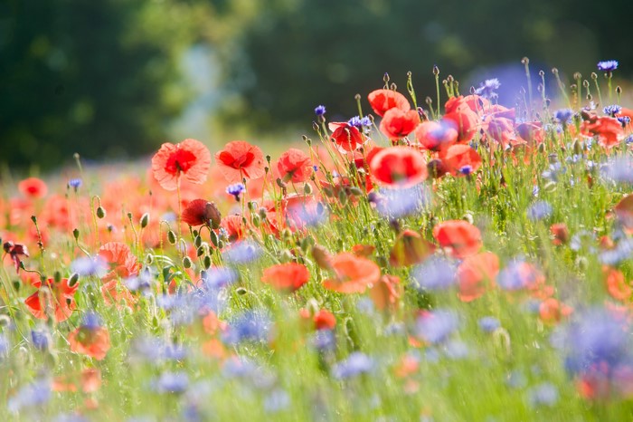 Field of red poppies and blue cornflowers