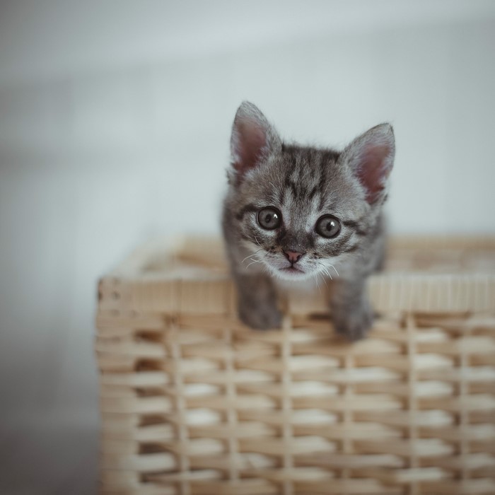 Kitten peeking out of a wicker basket