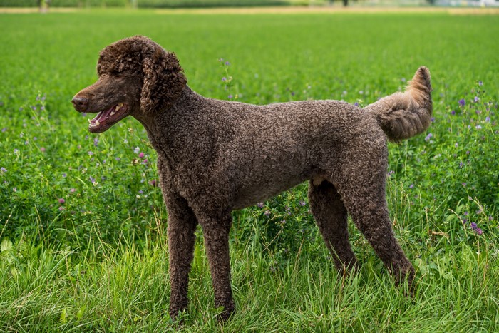 Brown Poodle standing in a grassy field